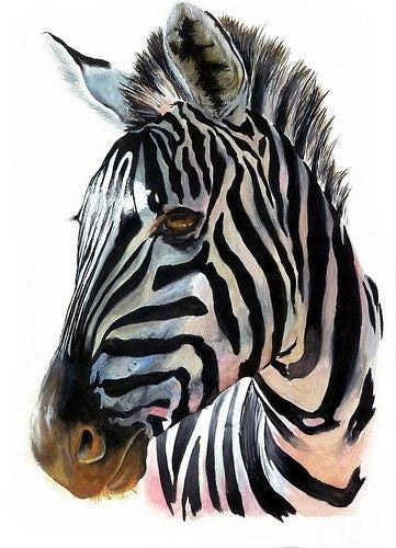 Zebra